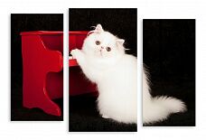 Модульная картина 3656 "Белый котик"