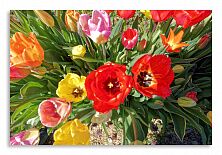 Постер 3598 "Весенние тюльпаны"