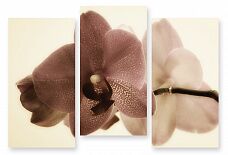 Модульная картина 285 "Орхидея сепия"