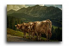 Постер 2556 "Коровы"