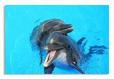 Постер  2339 "Дельфины"