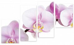 Модульная картина 232 "Розовая орхидея"