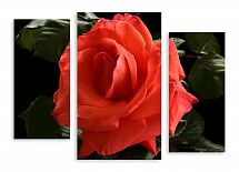 Модульная картина 3627 "Красная роза"