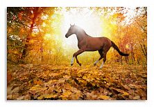 Постер 2928 "Конь в осеннем лесу"