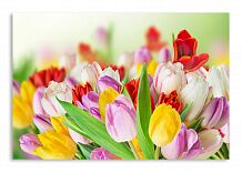 Постер 1170 "Разноцветные тюльпаны"