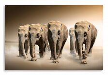 Постер 3030 "Слоны"