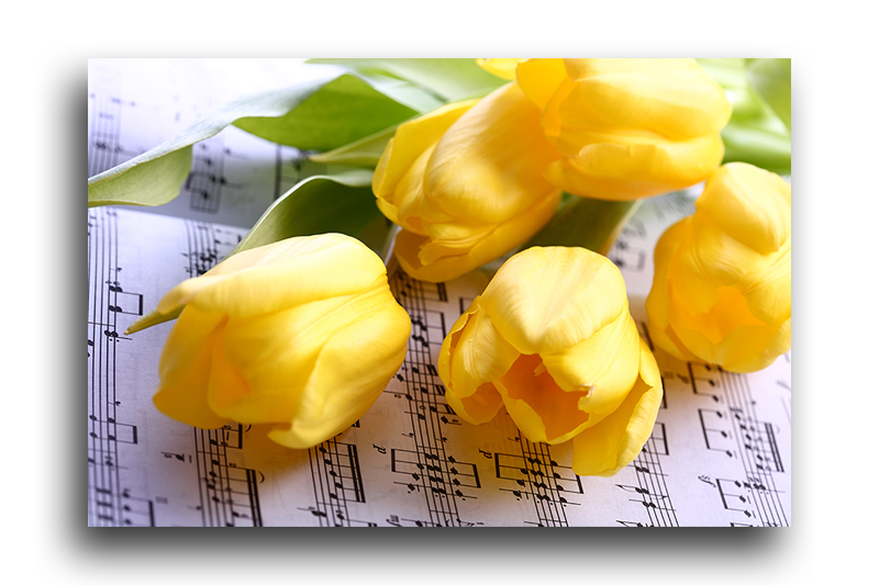 Почему желтые тюльпаны вестники разлуки. Желтые тюльпаны минус. Желтые тюльпаны Поляна. Желтые тюльпаны на кровати. Желтые тюльпаны внутри.