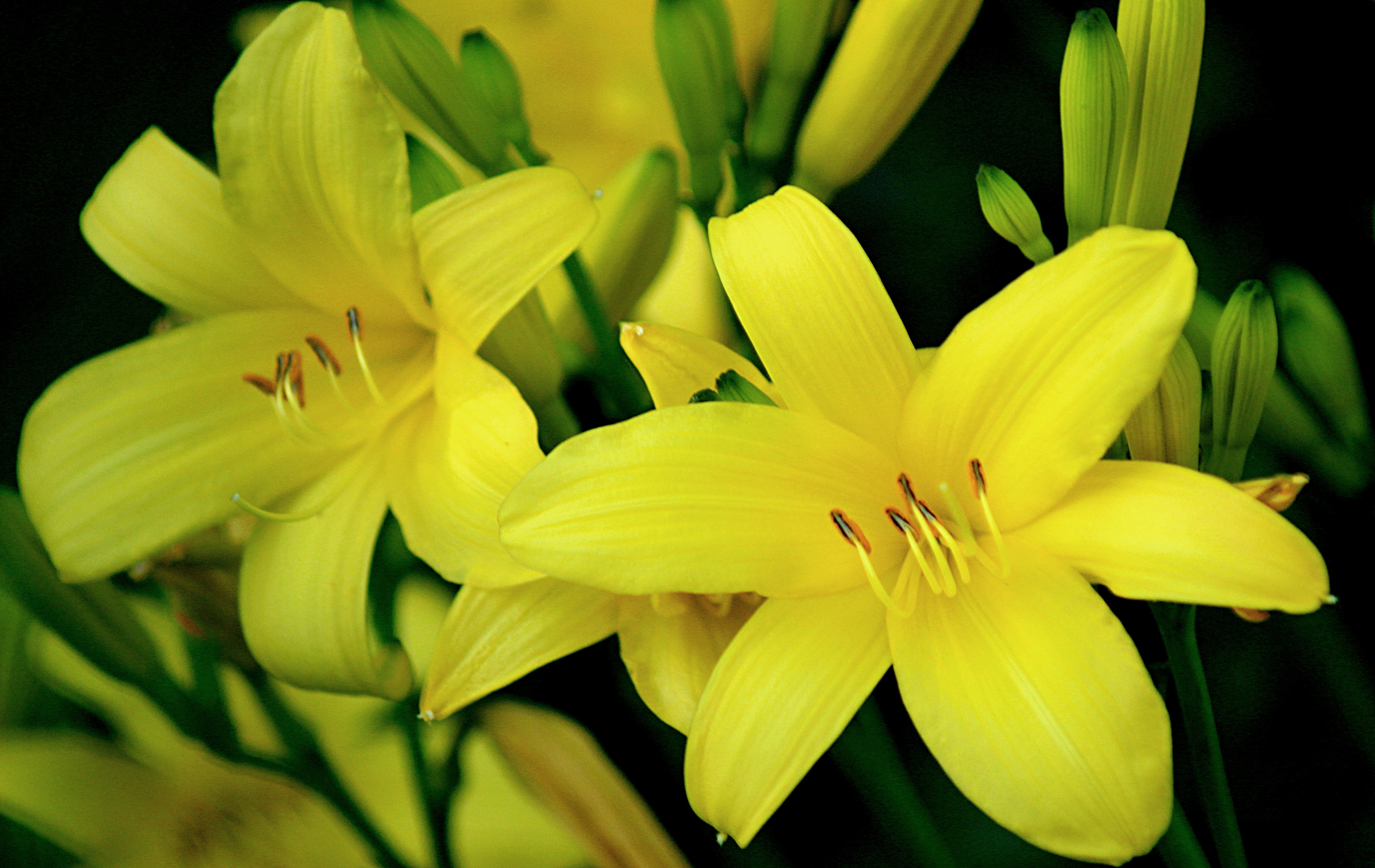 Желтые лилии: сорта, уход, размножение