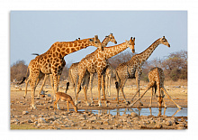 Постер 3307 "Жирафы"