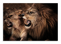 Постер 3270 "Разъяренные львы"