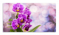 Постер 3487 "Фиолетовые орхидеи"
