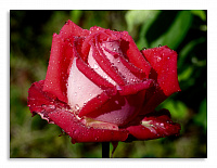 Постер 3564 "Роскошная роза"