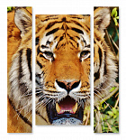 Модульная картина 1387 "Тигр в зной"