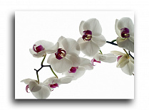 Постер 139 "Белые орхидеи"