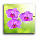 Постер 237 "Розовая орхидея"