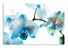 Постер 1321 "Очаровательная орхидея"