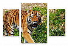 Модульная картина 1389 "Прогулка тигра"