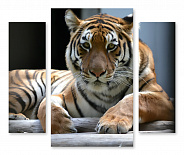 Модульная картина 1356 "Уставший тигр"
