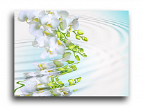 Постер 104 "Белые орхидеи"