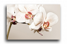 Постер 174 "Белая орхидея"