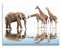 Постер 2507 "Слон и жирафы"
