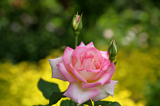 Постер 1191 "Бело-розовая роза"