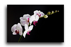 Постер 248 "Белая орхидея на черном"