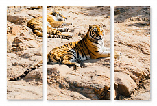 Модульная картина 1392 "Тигры на отдыхе"