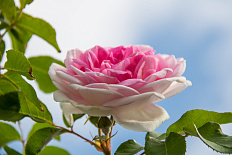 Постер 1188 "Бело-розовая роза"