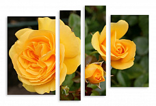 Модульная картина 3392 "Желтые розы"