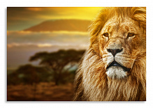 Постер 2895 "Задумчивый лев"