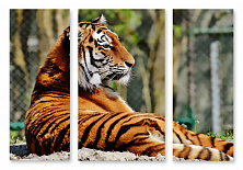 Модульная картина 1385 "Тигр на отдыхе"