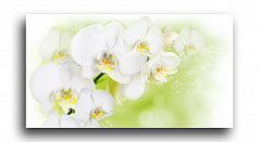 Постер 1861 "Белые орхидеи"