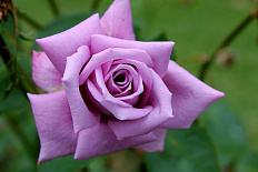 Постер 1192 "Фиолетовая роза"
