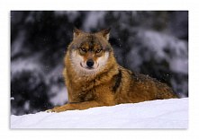 Постер 3390 "Волк"