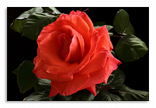 Постер 3627 "Красная роза"