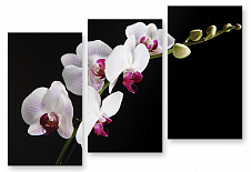 Модульная картина 248 "Белая орхидея на черном"