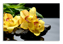Постер 1183 "Желтые орхидеи"