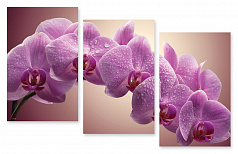 Модульная картина 225 "Розовые орхидеи"
