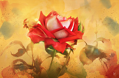 Постер 2422 "Красная роза"