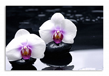 Постер 1180 "Белые орхидеи"