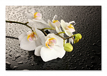 Постер 2155 "Белые орхидеи"
