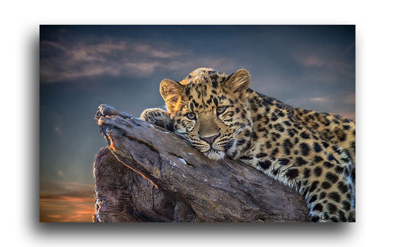Постер 1635 "Леопард" фото 1