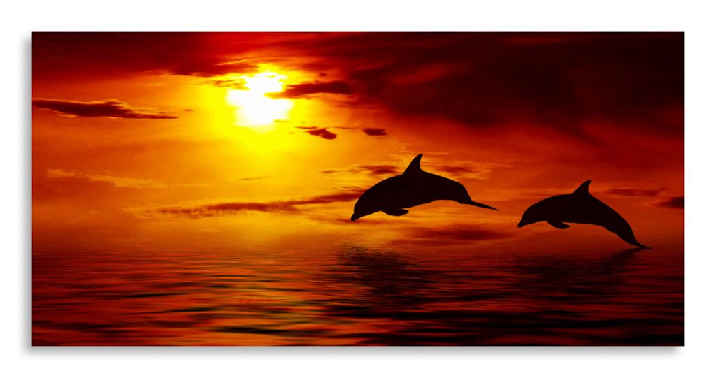 Постер 2949 "Дельфины" фото 1