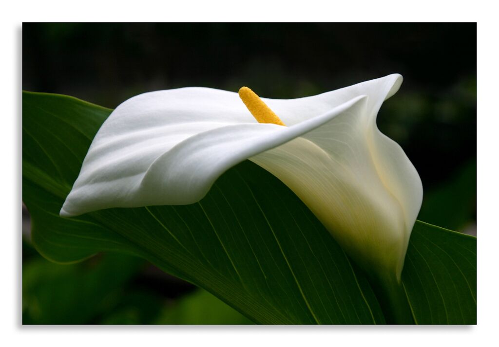 Постер 2672 "Белый цветок" фото 1
