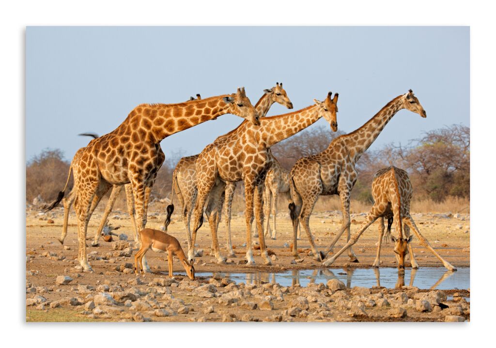 Постер 3307 "Жирафы" фото 1