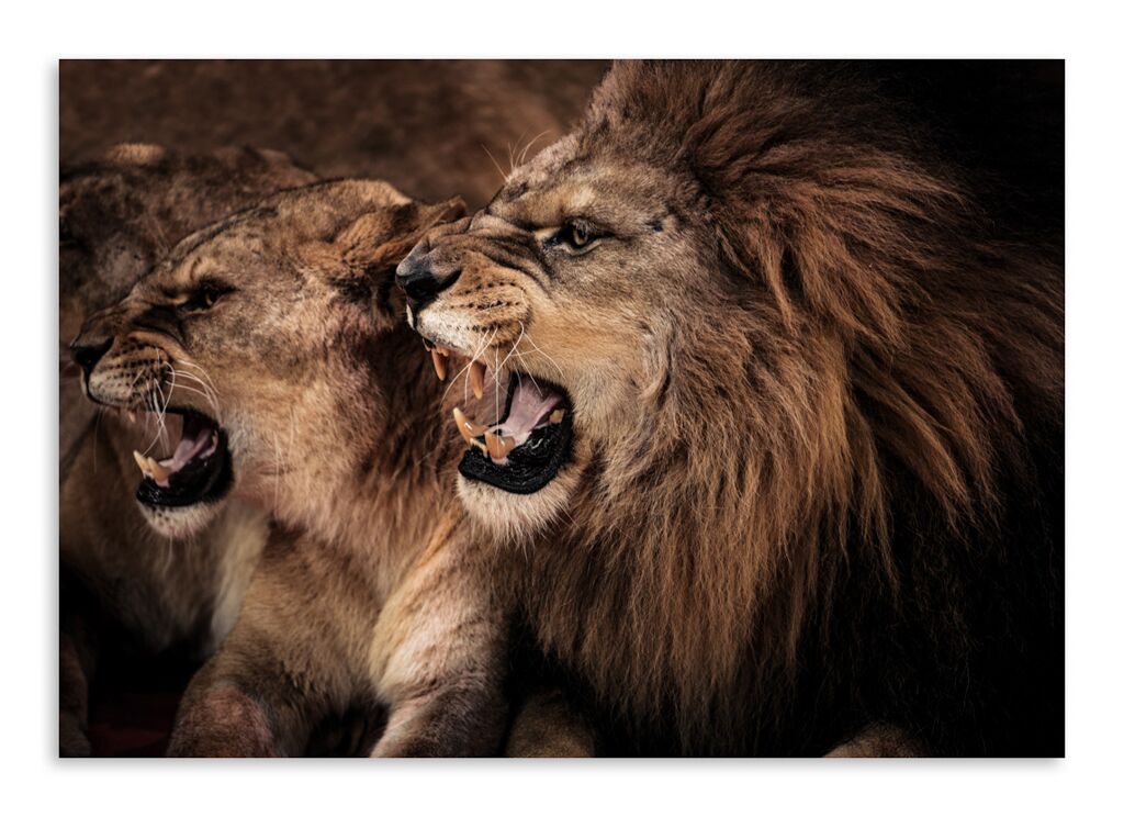 Постер 3270 "Разъяренные львы" фото 1
