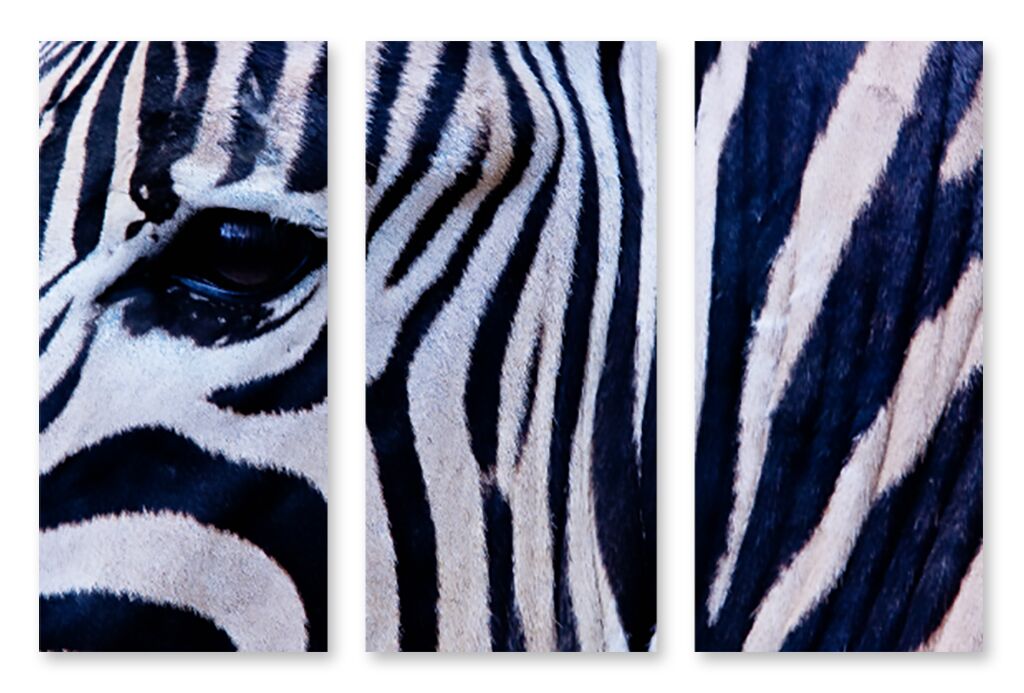 Модульная картина 1357 "Окрас зебры" фото 1