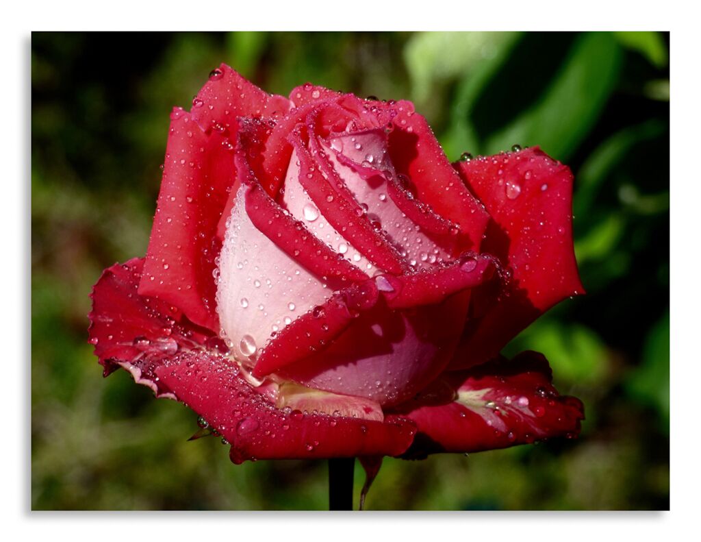 Постер 3564 "Роскошная роза" фото 1