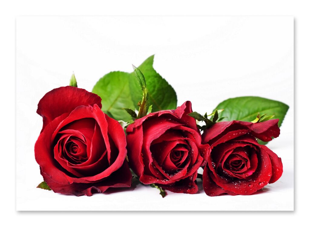 Постер 224 "Красные розы" фото 1
